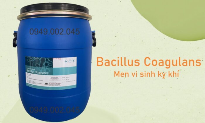 Men kỵ khí Bacillus Coagulans giúp hỗ trợ tiêu hóa tôm cá